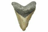 Serrated, Fossil Megalodon Tooth - North Carolina #308478-1